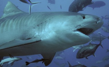 A tiger shark scarred from fishing equipment